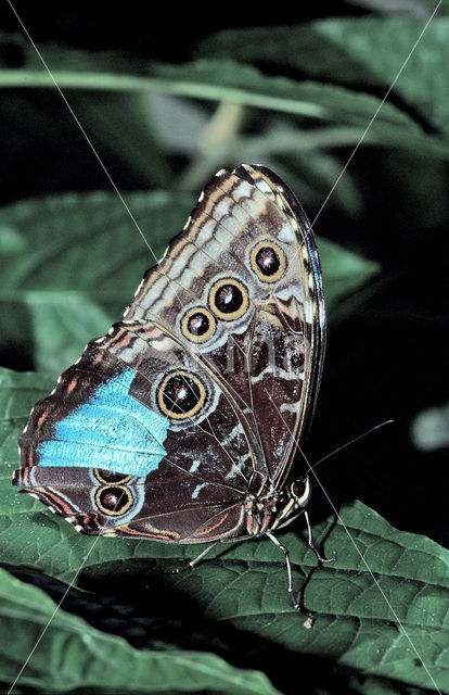 Blauwe morpho (Morpho peleides)