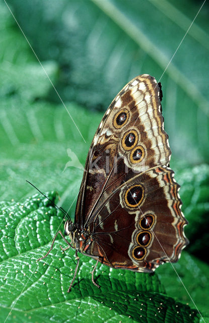 Blauwe morpho (Morpho peleides)