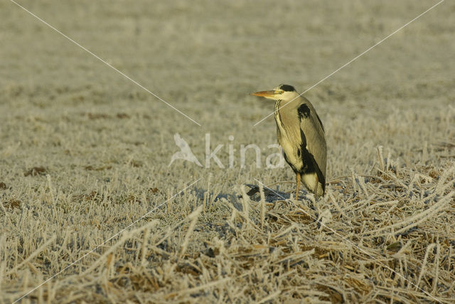 Blauwe Reiger (Ardea cinerea)