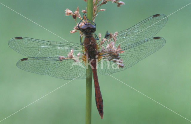 Bloedrode heidelibel (Sympetrum sanguineum)