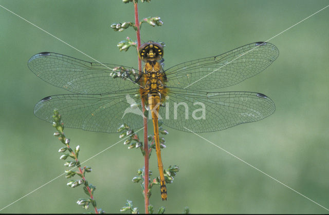 Bloedrode heidelibel (Sympetrum sanguineum)