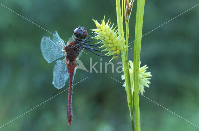 Bloedrode heidelibel (Sympetrum sanguineum)