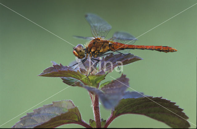 Bloedrode heidelibel (Sympetrum sanguineum)