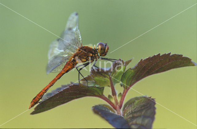 Bloedrode heidelibel (Sympetrum sanguineum)