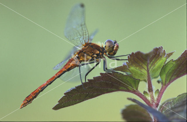 Bloedrode heidelibel (Sympetrum sanguineum)