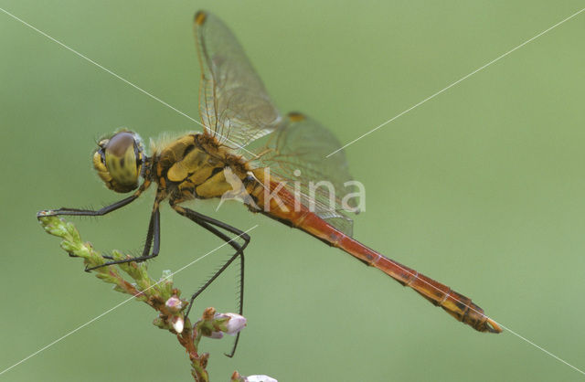 Bloedrode heidelibel (Sympetrum sanguineum)