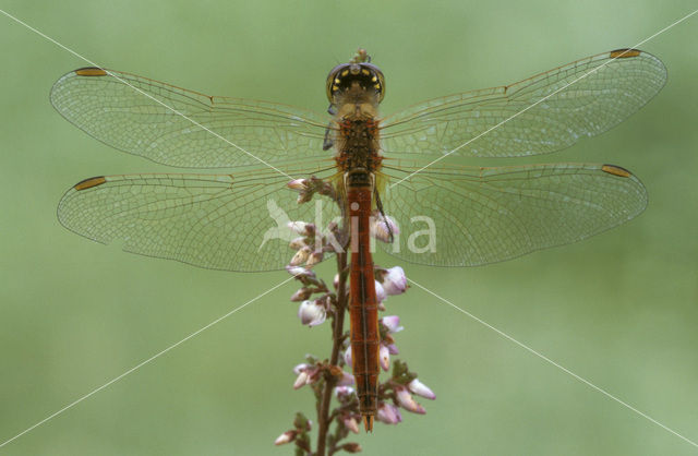 Bloedrode heidelibel (Sympetrum sanguineum)