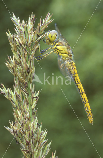 Bloedrode heidelibel (Sympetrum sanguineum)