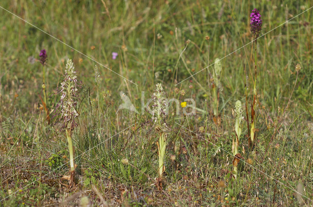 Bokkenorchis (Himantoglossum hircinum)