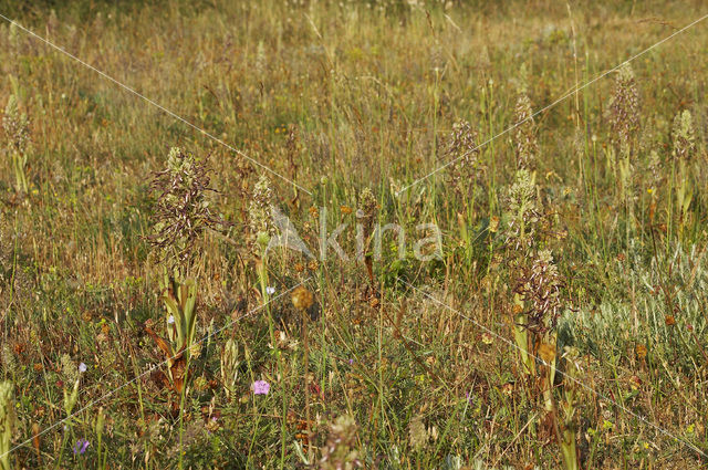 Lizard Orchid (Himantoglossum hircinum)