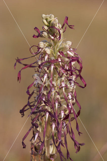 Bokkenorchis (Himantoglossum hircinum)