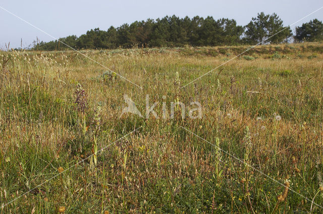 Bokkenorchis (Himantoglossum hircinum)