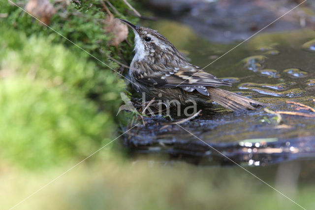 Short-toed Tree Creeper (Certhia brachydactyla)