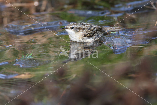 Short-toed Tree Creeper (Certhia brachydactyla)