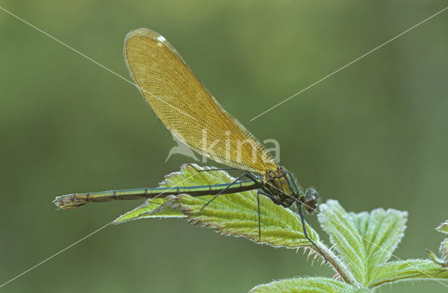 Bosbeekjuffer (Calopteryx virgo)