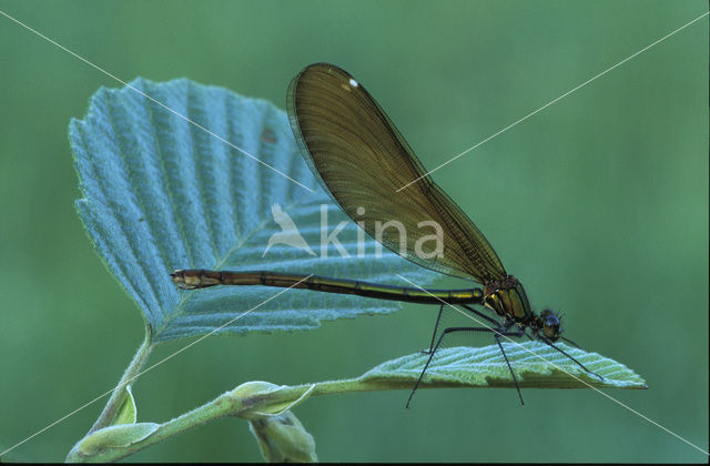 Bosbeekjuffer (Calopteryx virgo)