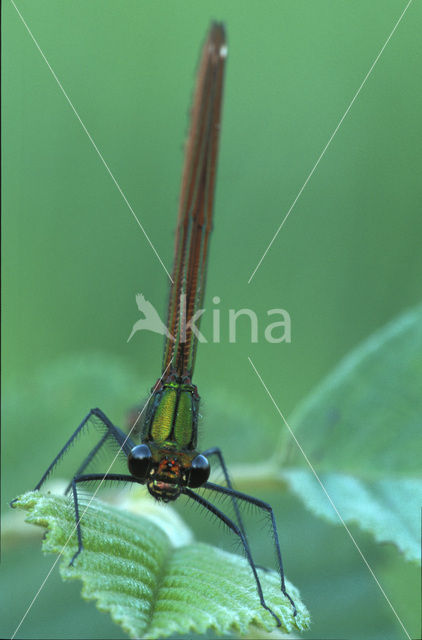 Bosbeekjuffer (Calopteryx virgo)