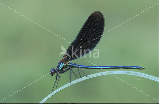 Bosbeekjuffer (Calopteryx virgo)