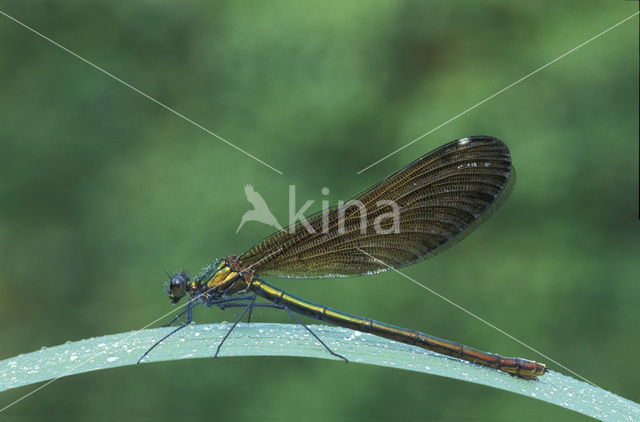 Bosbeekjuffer (Calopteryx virgo)