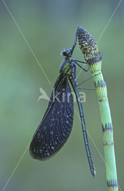 Bosbeekjuffer (Calopteryx virgo)