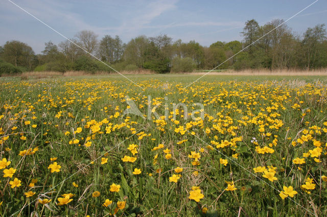 Boterbloem (Ranunculus)