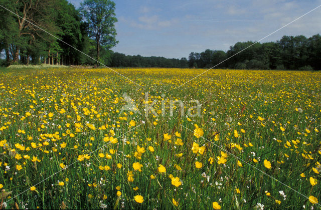 Boterbloem (Ranunculus)