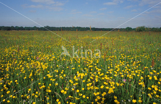 Boterbloem (Ranunculus)