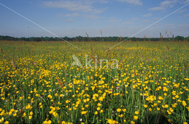 Boterbloem (Ranunculus)