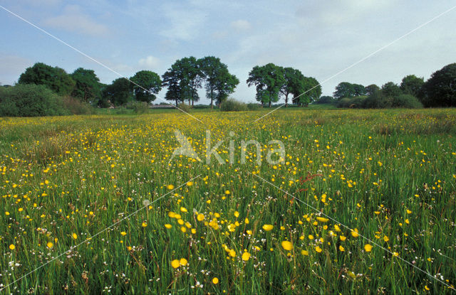 Boterbloem (Ranunculus)