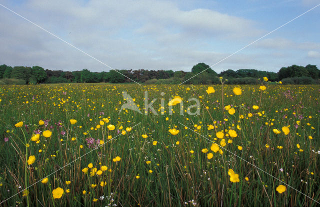 Boterbloem (Ranunculus)