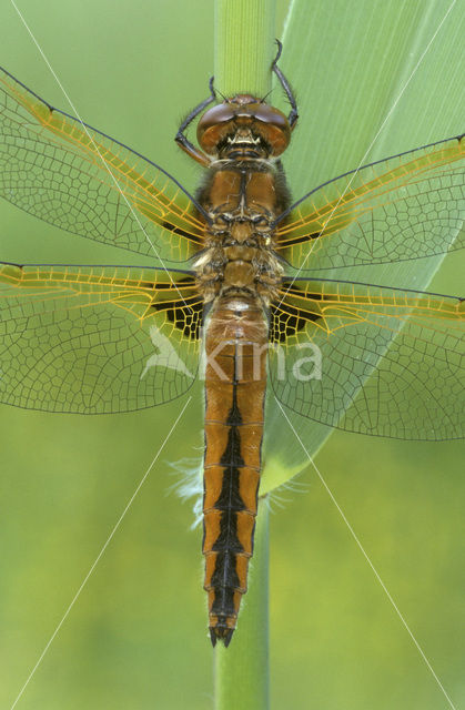 Bruine korenbout (Libellula fulva)