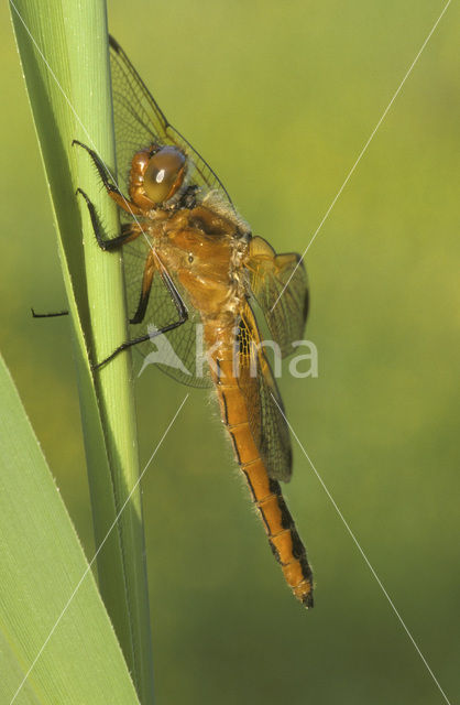 Bruine korenbout (Libellula fulva)