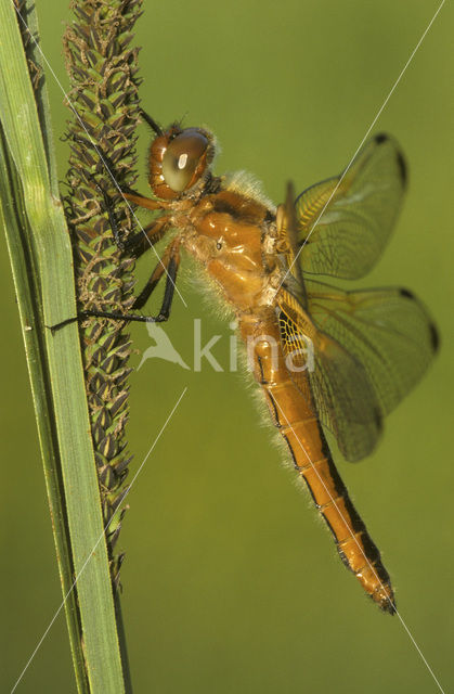 Bruine korenbout (Libellula fulva)