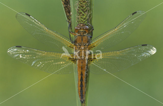 Bruine korenbout (Libellula fulva)