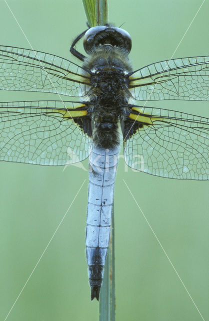 Bruine korenbout (Libellula fulva)