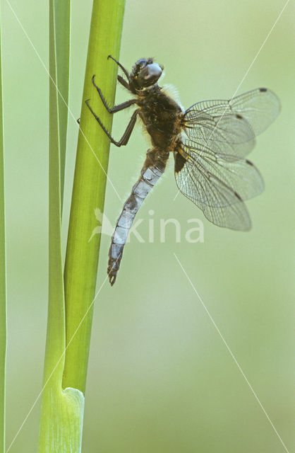 Bruine korenbout (Libellula fulva)