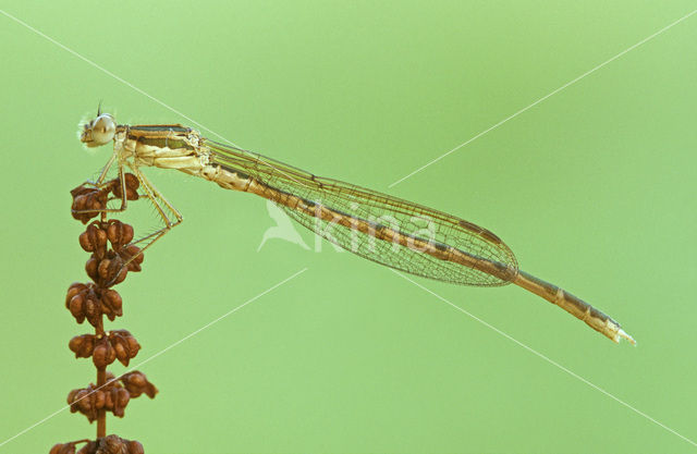 Bruine winterjuffer (Sympecma fusca)