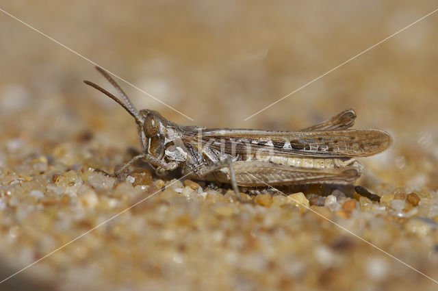 Calephorus compressicornis (Acrydium compressicornis)