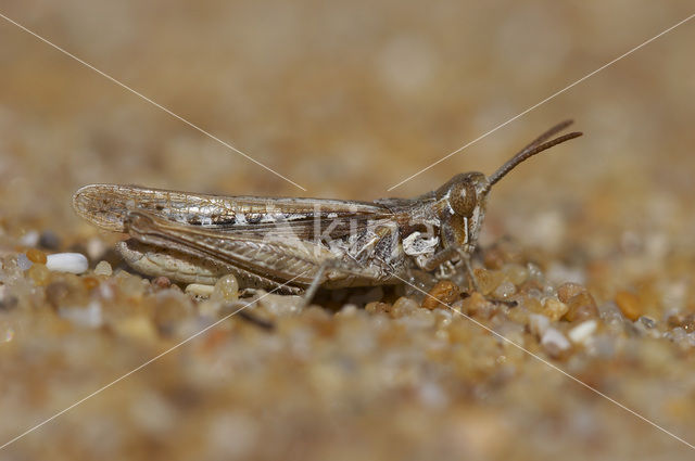 Calephorus compressicornis (Acrydium compressicornis)