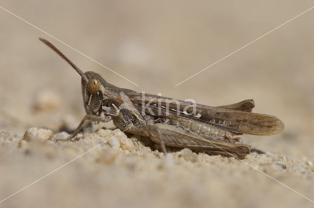 Calephorus compressicornis (Acrydium compressicornis)