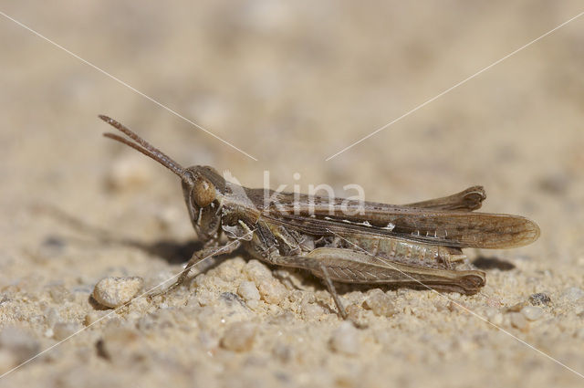 Calephorus compressicornis (Acrydium compressicornis)