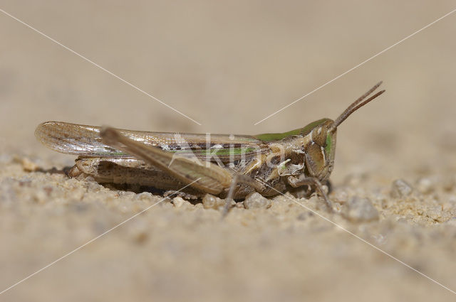 Calephorus compressicornis (Acrydium compressicornis)