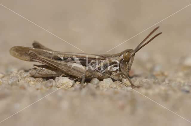 Calephorus compressicornis (Acrydium compressicornis)