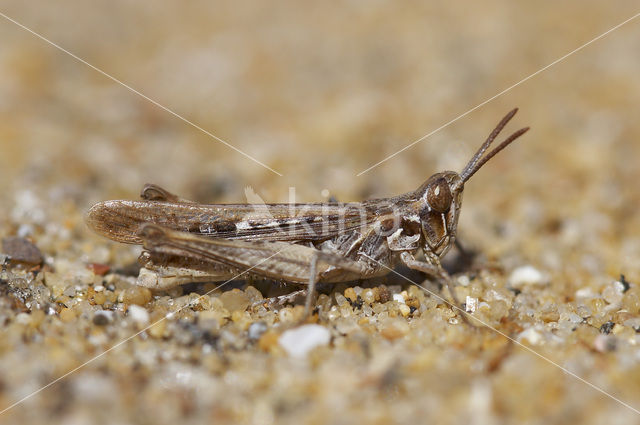 Calephorus compressicornis (Acrydium compressicornis)