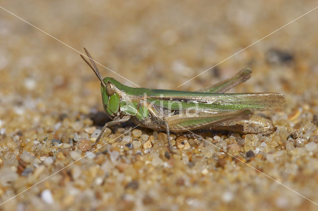 Calephorus compressicornis (Acrydium compressicornis)