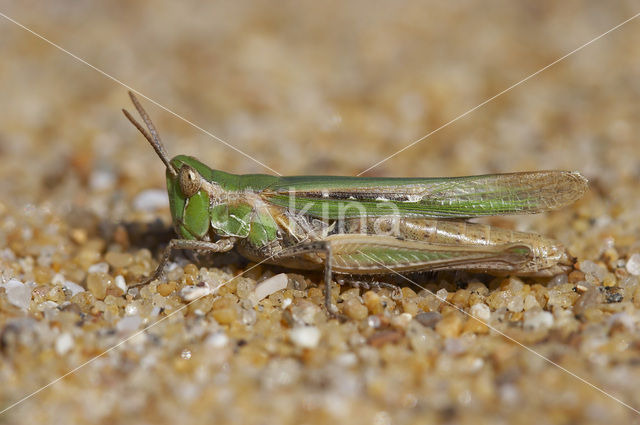 Calephorus compressicornis (Acrydium compressicornis)