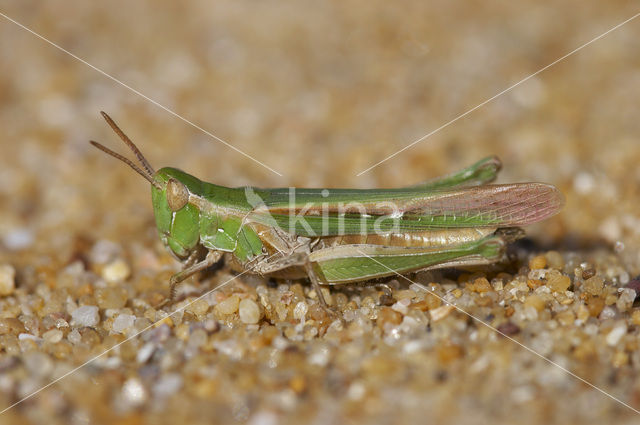 Calephorus compressicornis (Acrydium compressicornis)