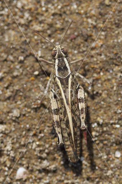 desert grasshopper (Calliptamus barbarus)