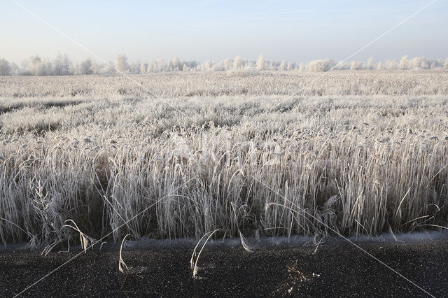 De Leijen