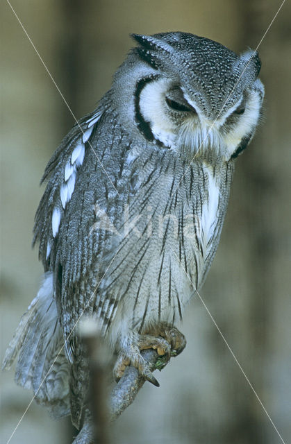 European Scops-Owl (Otus scops)